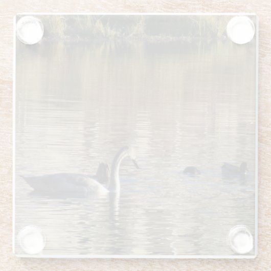 White Swan n Mallard Duck Glass Untersetzer (Rückseite)