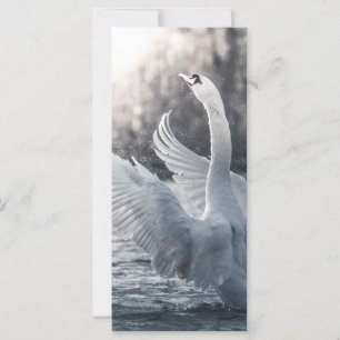 White Swan Nature Fotografy Card