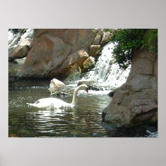 White Swan Poster (Vorne)