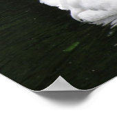 White Swan Poster (Ecke)