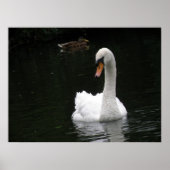 White Swan Poster (Vorne)