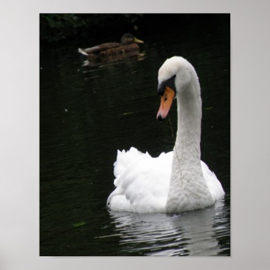 White Swan Poster (Vorne)