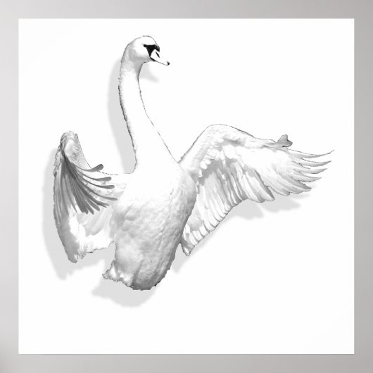 White Swan - Poster (Vorne)