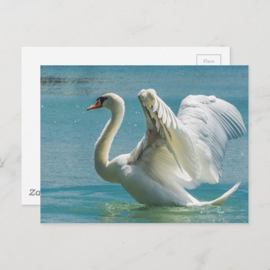 White Swan Postkarte (Vorne/Hinten)