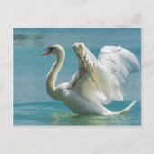 White Swan Postkarte (Vorderseite)