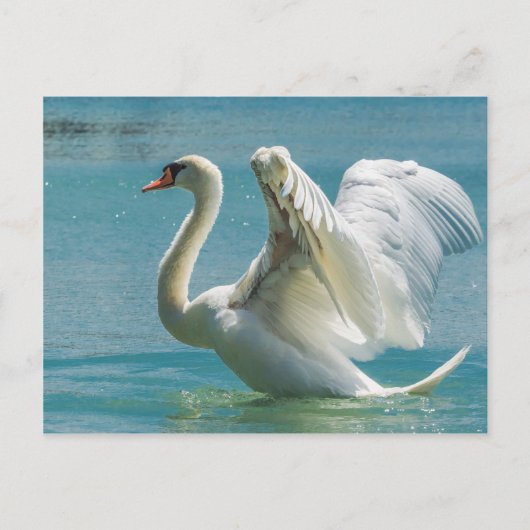 White Swan Postkarte (Vorderseite)