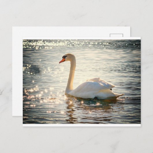 White Swan Postkarte (Vorne/Hinten)