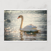 White Swan Postkarte (Vorderseite)