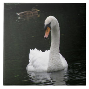 White Swan Tile Fliese