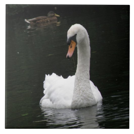 White Swan Tile Fliese (Vorderseite)