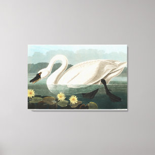 White Swan Watercolor ,John James Audubon Leinwanddruck