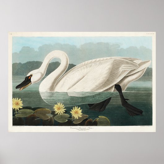 White Swan Watercolor Poster (Vorne)