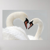 White Swans Poster Print (Vorne)