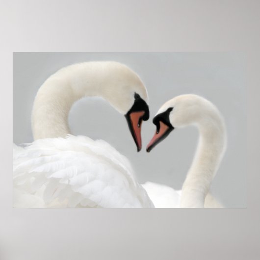White Swans Poster Print (Vorne)