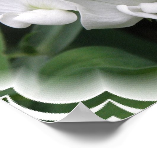 White Sweet Pea Poster Print (Ecke)