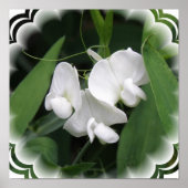 White Sweet Pea Poster Print (Vorne)