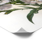 White Sweet William Blume Art Print Poster (Ecke)