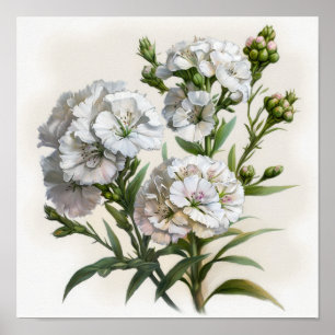 White Sweet William Blume Art Print Poster