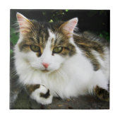 White Tabby Tile Fliese (Vorderseite)