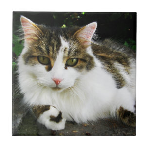 White Tabby Tile Fliese