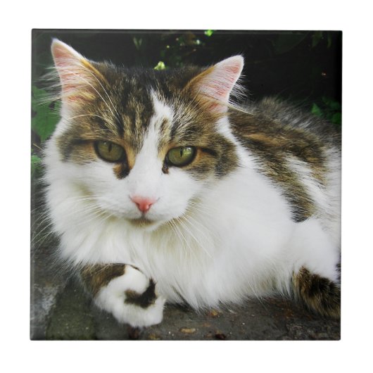 White Tabby Tile Fliese (Vorderseite)