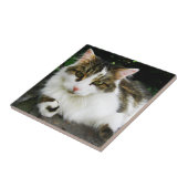 White Tabby Tile Fliese (Seite)