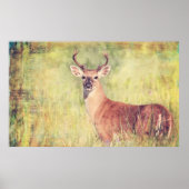 White Tail Buck Poster oder Entcoupage (Vorne)