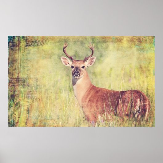 White Tail Buck Poster oder Entcoupage (Vorne)