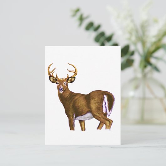 White Tail Deer Buck Postkarte (Stehend Vorderseite)