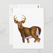 White Tail Deer Buck Postkarte (Vorne/Hinten)