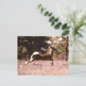 White-Tail Deer Running Postkarte (Stehend Vorderseite)