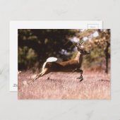 White-Tail Deer Running Postkarte (Vorne/Hinten)