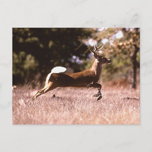 White-Tail Deer Running Postkarte (Vorderseite)