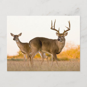 White-tailed Deer Autumn in Texas Postkarte