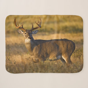 White-tailed Deer   South Texas Sherpadecke