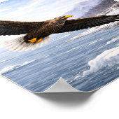 White-tailed Eagle (Haliaeetus albicilla) –  Poster (Ecke)