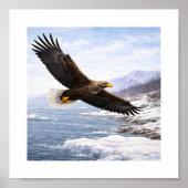 White-tailed Eagle (Haliaeetus albicilla) –  Poster (Vorne)