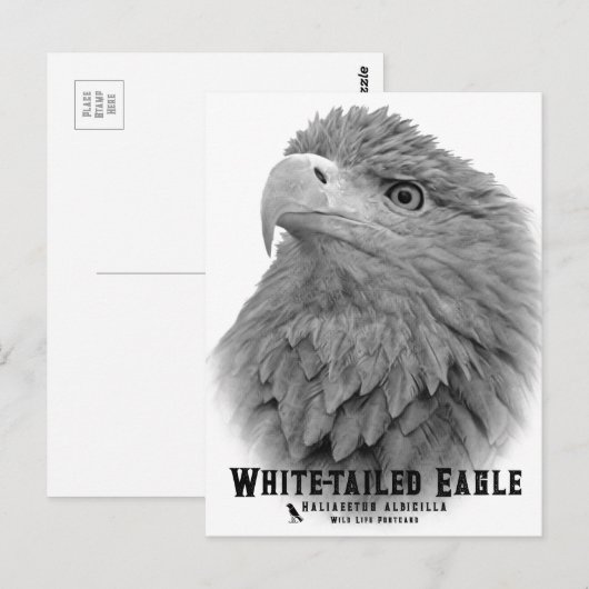 White-tailed Eagle Postkarte (Vorne/Hinten)