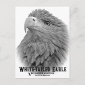 White-tailed Eagle Postkarte (Vorderseite)