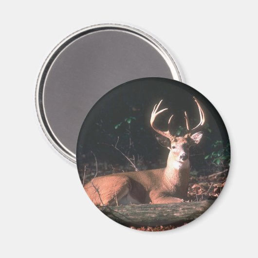 White Tails Buck Deer Magnet (Vorderseite/Rückseite)