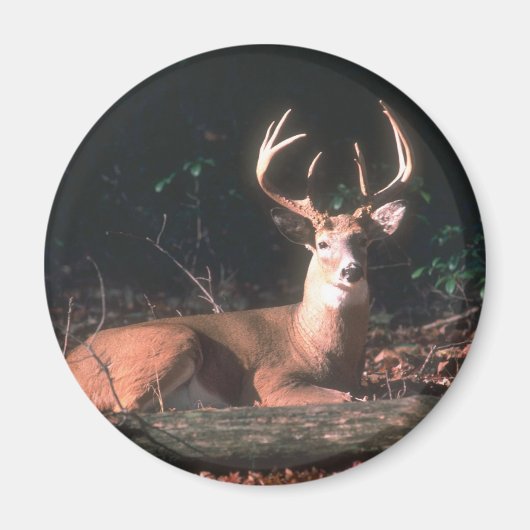 White Tails Buck Deer Magnet (Vorne)