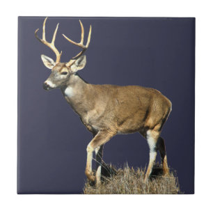 White Tails Deer Buck Fliese