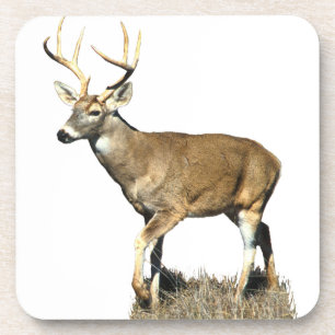 White Tails Deer Buck Getränkeuntersetzer