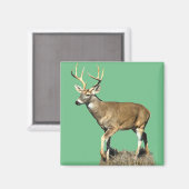White Tails Deer Buck Magnet (Vorderseite/Rückseite)