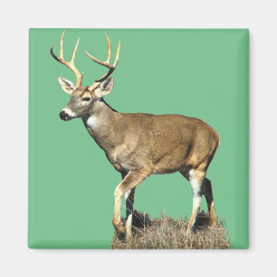 White Tails Deer Buck Magnet