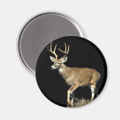 White Tails Deer Buck Magnet (Vorderseite/Rückseite)