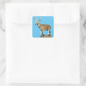 White Tails Deer Buck Quadratischer Aufkleber (Tasche)