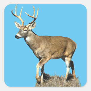 White Tails Deer Buck Quadratischer Aufkleber