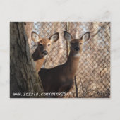 White Tails Deer Happy Birthday Postkarte (Rückseite)