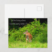 White Tails Doe Deer in Hartford, CT Postkarte (Vorne/Hinten)